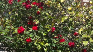 Les roses et les citrons du jardin